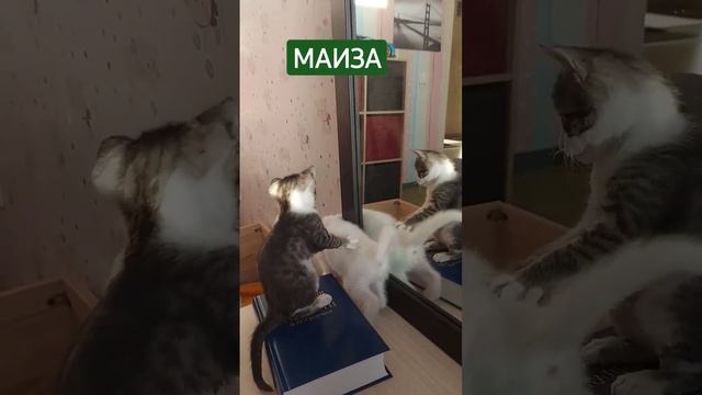 Маиза белая кошка с разными глазами #shortsvideo #shorts смотреть онлайн