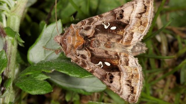 Зелёная садовая совка (Chrysodexis eriosoma (Doubleday)) смотреть онлайн