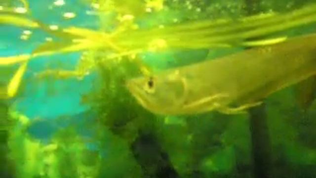 Зоомагазин Динозаврик 22 смотреть онлайн