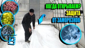 КОГДА ОТКРЫВАТЬ ВИНОГРАД? + АВТОНОМНАЯ СИСТЕМА ПРОТИВ ЗАМОРОЗКОВ. СЕВЕРНЫЙ ВИНОГРАДНИК 24-09