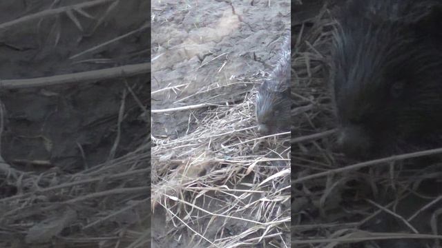 УХОДИ!) Бесстрашный зверь! смотреть онлайн