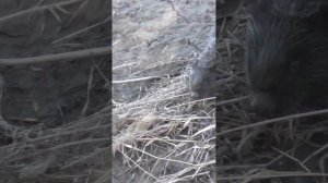 УХОДИ!) Бесстрашный зверь!