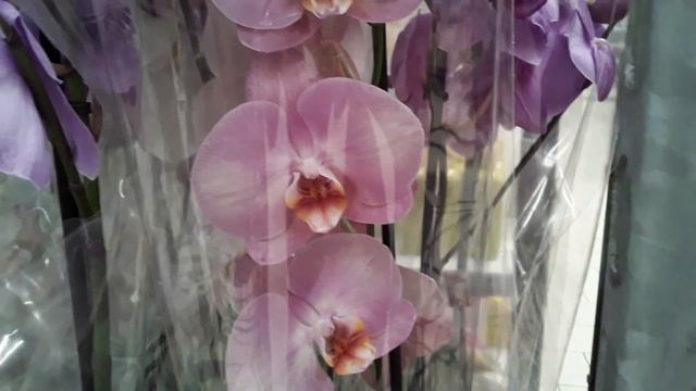 ОРХИДЕИ Ашан Санкт - Петербург 20 августа 2023 смотреть онлайн