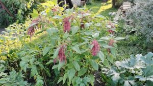 БАКЛАЖАН АНДРЮША - ЛУЧШИЙ НА ГРЯДКЕ