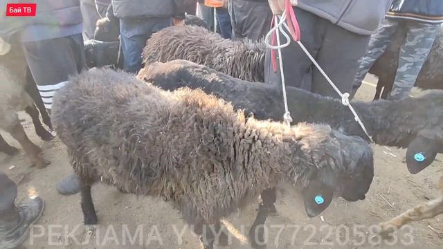КОЙ БАЗАР СОНУНДА #байтв смотреть онлайн