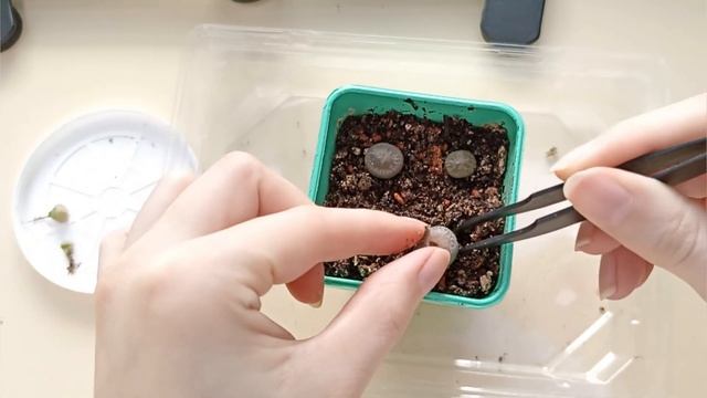 Repotting lithops, mix soil - В какой грунт посадить литопсы? Пересадка. смотреть онлайн