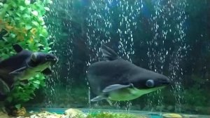 Акулий сом- пангасиус в аквариуме.