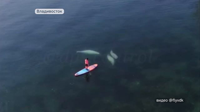 Впечатляющее видео с белухами удалось сделать жителю Владивостока смотреть онлайн