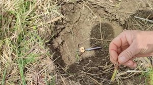 Прививка винограда в штамб,сроки.