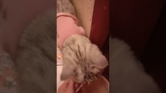 Какой должна быть настоящая Леди кошка??!!! ???? #котывидео смотреть онлайн