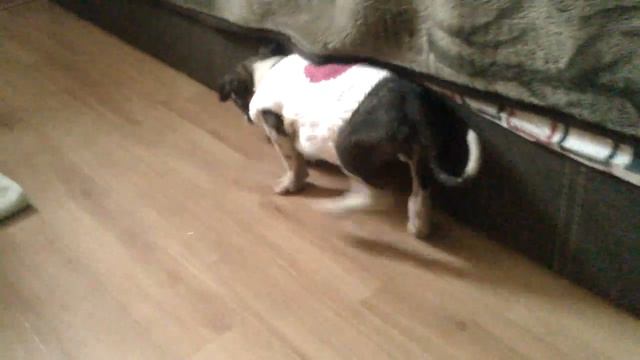 Хеппик-рахит,истощение,лишай. смотреть онлайн