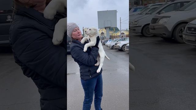 Алабаи щенки питомник Таёжный Талисман 🧿 Отправка щенка к владельцам Красноярск-Владивосток смотреть онлайн