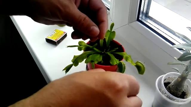 Кормим мухоловку смотреть онлайн