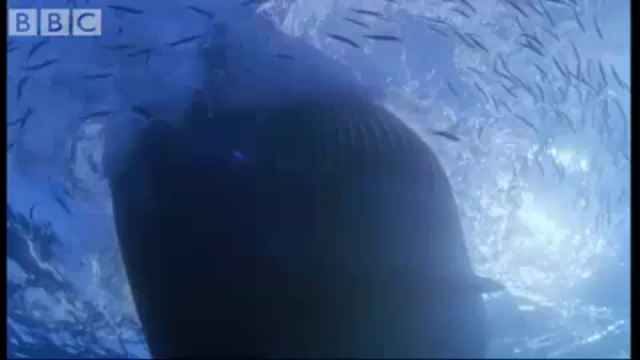 Китовый завтрак смотреть онлайн