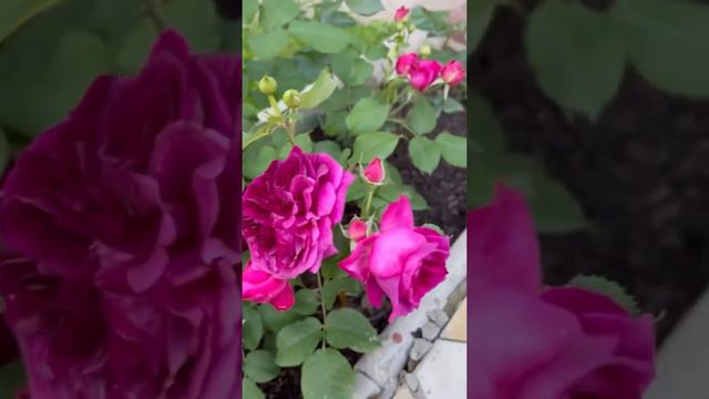 Мой сад #розы#хобби#цветы#садсвоимируками смотреть онлайн
