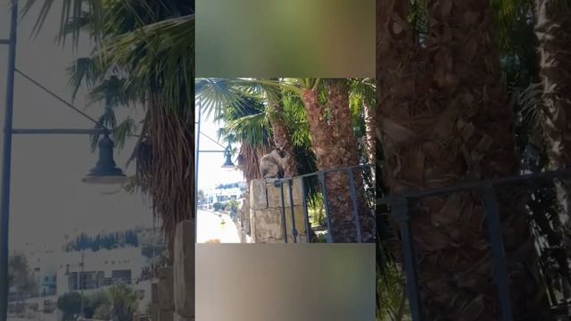 Испанская кошечка. Что за порода? смотреть онлайн