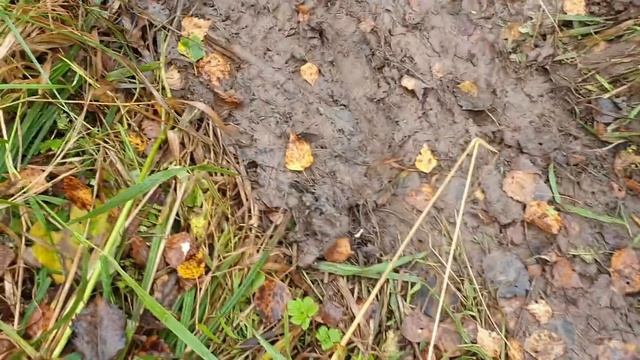 В бобровом царстве. смотреть онлайн