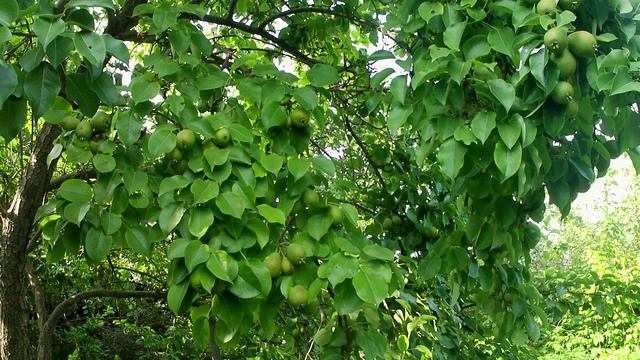 Груша Северянка. Зацвела одна ветка в августе. Зимостойкая, урожайная, вкусная груша в Челябинске смотреть онлайн