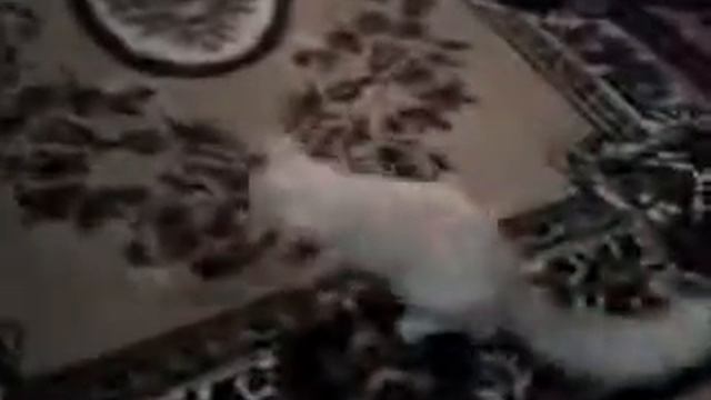 Скотч на пузо кота смотреть онлайн