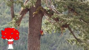 Топ 10 самых высоких деревьев в мире. Секвойя