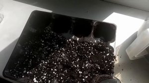 Как пересадить сеянцы адениумов?Моя первая пикировка