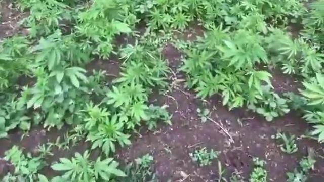 Купил землю для картошки. смотреть онлайн