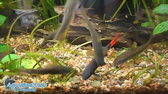 Лабео (Epalzeorhynchos bicolor) и гарры (Garra cambodgiensis) и гарра-доктор (Garra rufa) дерутся. смотреть онлайн