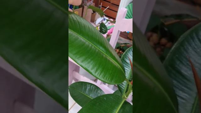 FICUS BURGUNDY смотреть онлайн