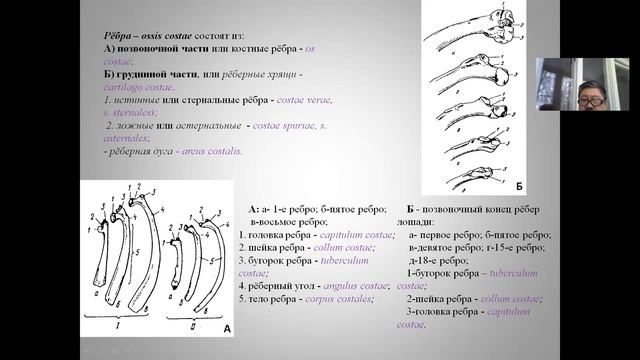 Позвонки+ конечности 1. zoom 0 смотреть онлайн