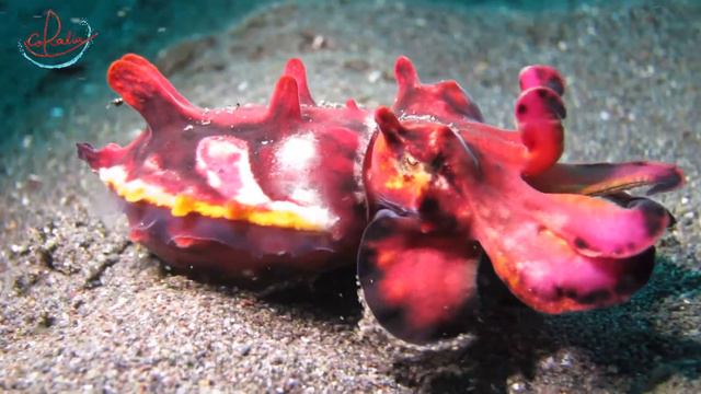 Flamboyant Cuttlefish Walking With Coralia Liveaboard In Indonesia