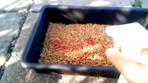 Как обработать семена свеклы перед посевом