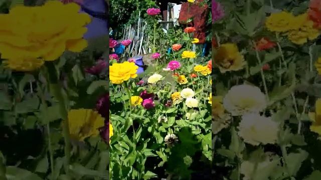 Показала цветы на даче. смотреть онлайн