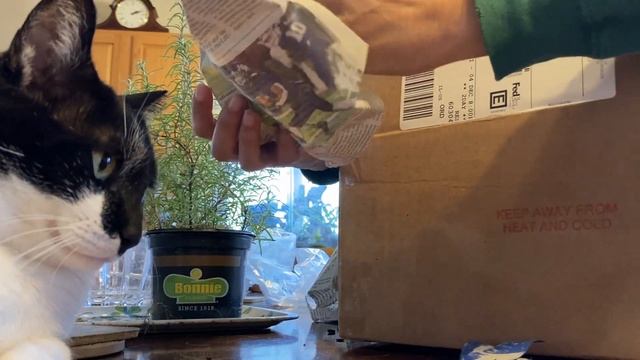 Orchid Hunters: Macodes Petola