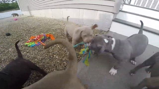 В КАКОМ ПИТОМНИКЕ Я НИКОГДА НЕ КУПЛЮ СЕБЕ СОБАКУ смотреть онлайн