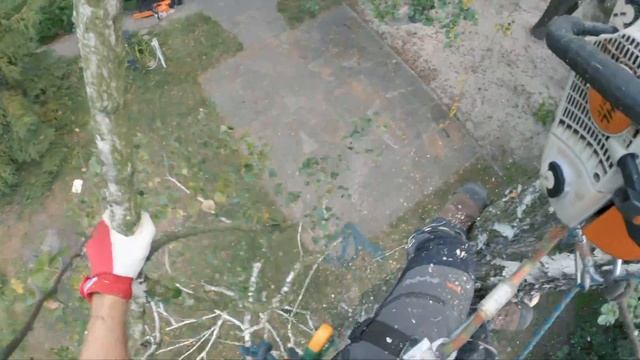 Как Спилить Дерево по Частям (Арбористика) смотреть онлайн