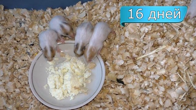 Сирийские хомяки ОТ 0 ДО 28 ДНЕЙ ЗА 4 МИНУТЫ смотреть онлайн