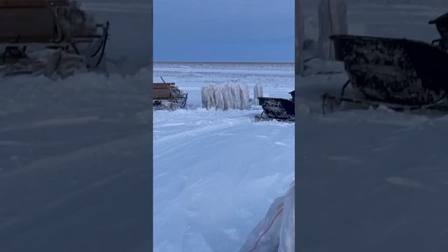 Рыбный промысел у Восточно-Сибирского моря. #охота #республикасаха #рыба #чир #якутия #рыбаки #омул смотреть онлайн