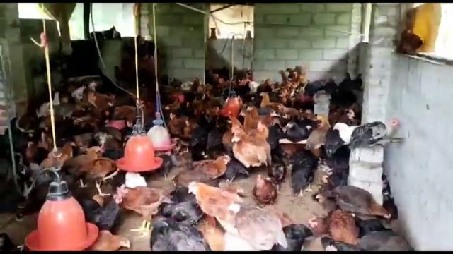 dp Cross kolli for sale || 8105801221|| in Karnataka, in Kannada смотреть онлайн