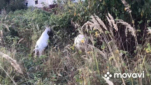 Ролик я слепила из того что было// смотреть онлайн