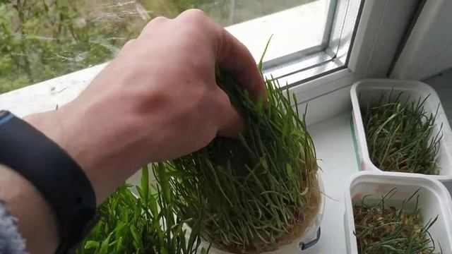 Микрозелень овса и горошка смотреть онлайн