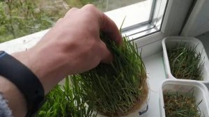 Микрозелень овса и горошка