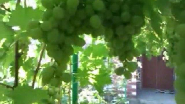 Экстаз смотреть онлайн