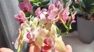 цветение гроздьями _поджаренных_ орхидей. Абба жив, но некрасив??.