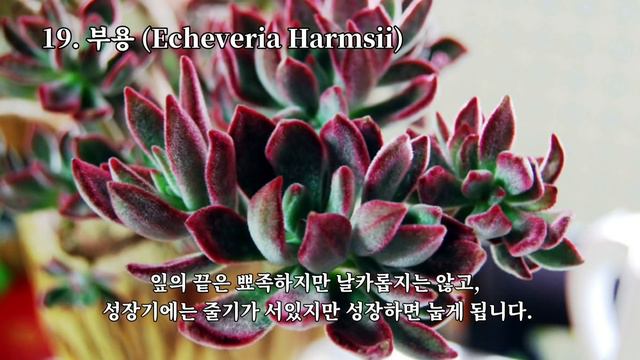 돌나물과#1, 에케베리아속 다육이 종류와 특징 Echeveria Succulents смотреть онлайн