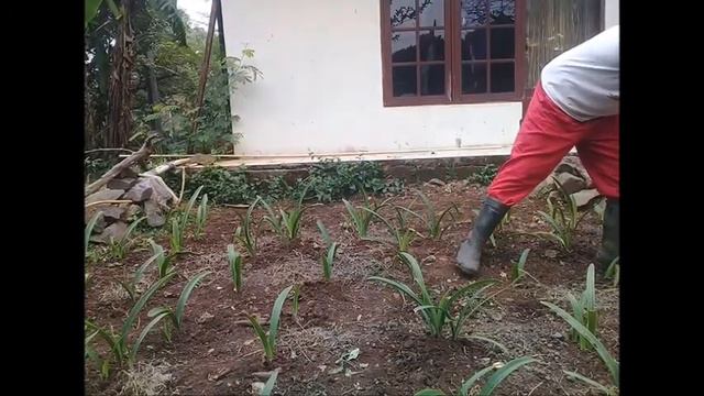 PERAWATAN TANAMAN BUNGA AMARYLLIS смотреть онлайн