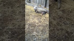 Окот у овцы. Рождение ягненка. Роды овец