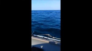 Лодка ПВХ с парусом Сочи 2