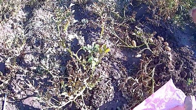 Июнь картошка смотреть онлайн