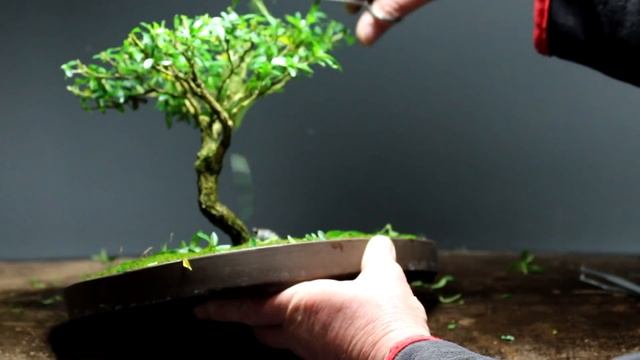 African Style, Serissa Foetida Bonsai, April 2015