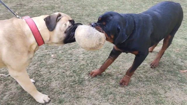 Bullmastiff Vs Rottweiler (Which Is Better? ) Watch Before Buying!!